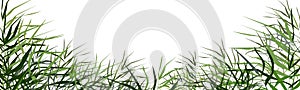 Image of a green reed or bulrush on a white background.Isolated vector drawing.