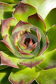 Image of green sempervivum plant