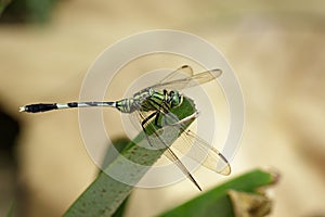 Image of green skimmer dragonflyOrthetrum sabina
