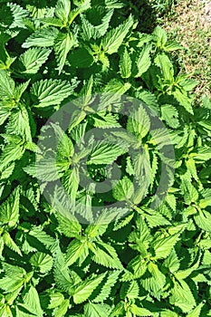 Green stinging nettle photo