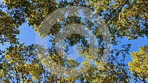 Image of green trees on clear blue sky