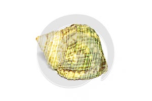 Image of green turbo sea shell on a white background. Undersea Animals. Sea shells