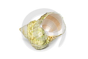 Image of green turbo sea shell on a white background. Undersea Animals. Sea shells