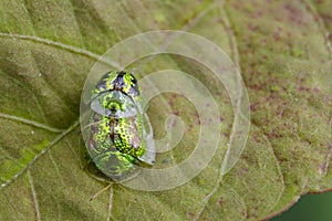 Image of Green turtle beetle Escarabajo tortuga. photo