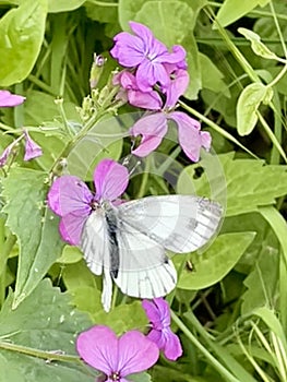 Green-veined butterfly photo