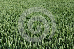 Image of green wheat field.