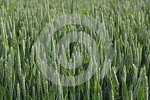 Image of green wheat field.