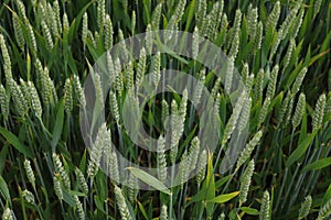 Image of green wheat field.
