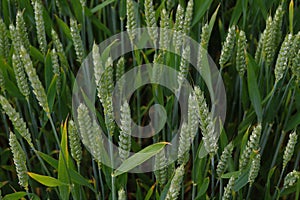 Image of green wheat field.