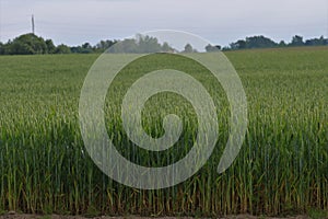 Image of green wheat field.