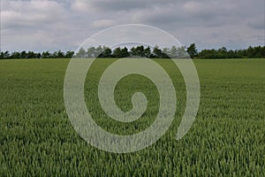 Image of green wheat field.