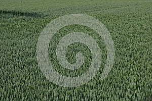 Image of green wheat field.
