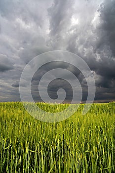 Image of a green wheat field