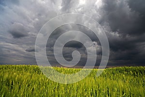 Image of a green wheat field