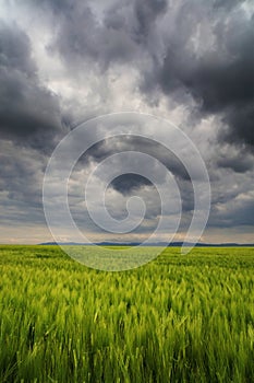 Image of a green wheat field