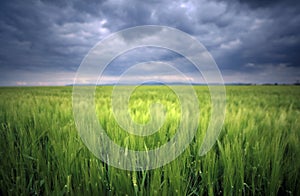 Image of a green wheat field with stormy clouds background