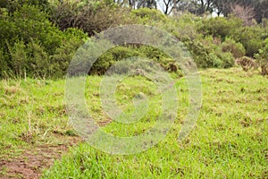 Image of a greenness hiking path