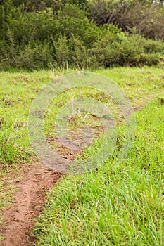 Image of a greenness hiking path