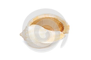Image of grey bonnet Phalium glaucum seashells on a white background. Undersea Animals. Sea Shells
