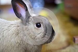 Charmant grau Kaninchen 