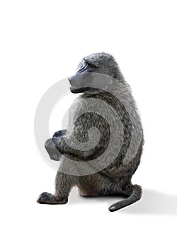 Image of grey mature monkey sitting isolated over white background. Wildlife nature protection