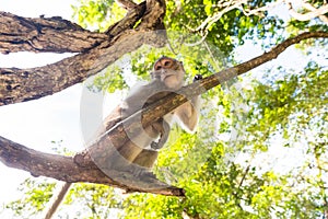 Image of a grey monkey in a tree.