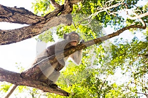 Image of a grey monkey in a tree.