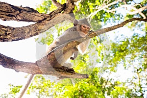 Image of a grey monkey in a tree.
