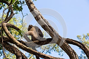 Image of a grey monkey in a tree.