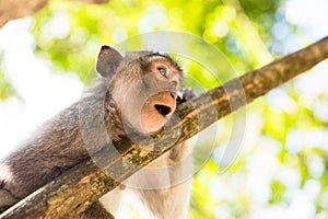 Image of a grey monkey in a tree.