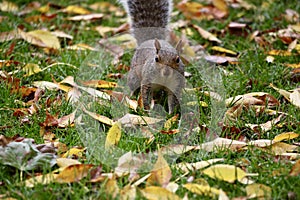 Grey squirrel among autumn leaves