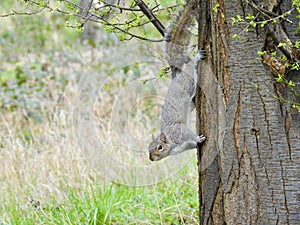 Grey squirrel on a tree