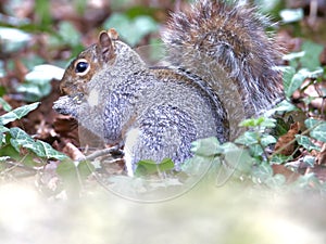 Grey squirrel eating under trees