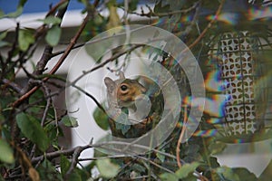 Grey squirrel rading a bird feeder