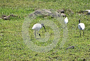 This is an image group of black headed ibis bird eating on the grass field . photo