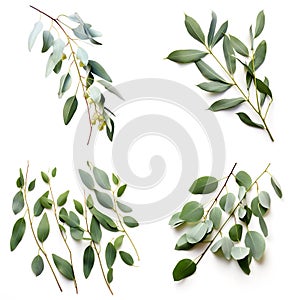 Image group of an eucalyptu leaf on white background. Nature. Illustration, Generative AI photo