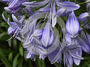 an image of a group of flowers that are in the grass