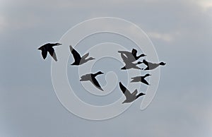 Image of a group of mallards flying in the sky