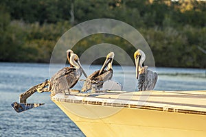 Image of a group of pelicans sitting on a boat watching the surroundings