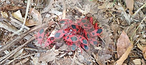 Image of group of red bugs insect