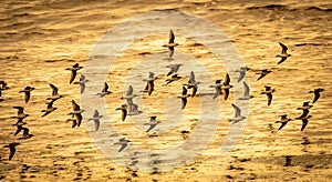 Image of a group of seabirds flying closely together with their wings extended.