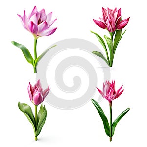 Image group of siam tulip flowers on white background. Nature. Illustration, Generative AI