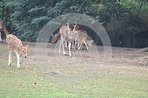 This is an image group of spotted deer or axisaxis.