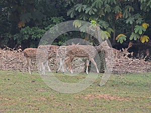 This is an image group of spotted deer or axisaxis.