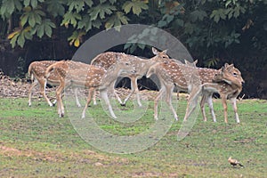This is an image group of spotted deer or axisaxis. photo