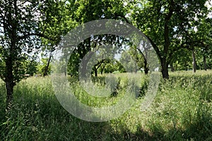 image of a group of trees