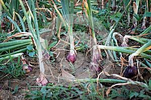 Image of the growing onion plants on an agricultural land