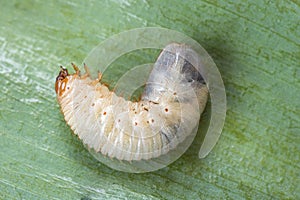 Image of grub worm beetle in garden. May beetle larva close up. Source of protein. Entomology. Food of future