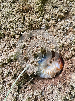 Image of a grub worm
