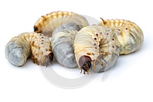 Image of grub worms, Coconut rhinoceros beetle.